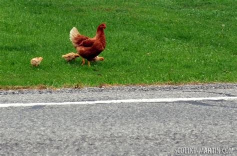 Chicken road slot - Het Chocolade Weg Gokspel: Zo Speel je de Populaire Slotmachine in Nederland