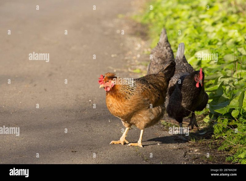 Discover chicken road game